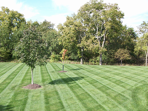 Mowing Grass